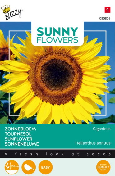 Sonnenblume Giganteus (Helianthus) 75 Samen BU